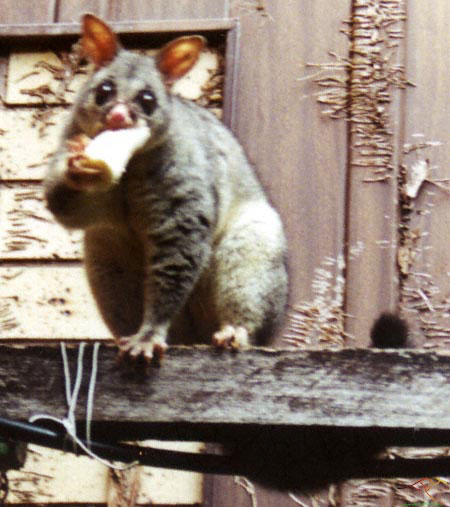 possum_3.jpg